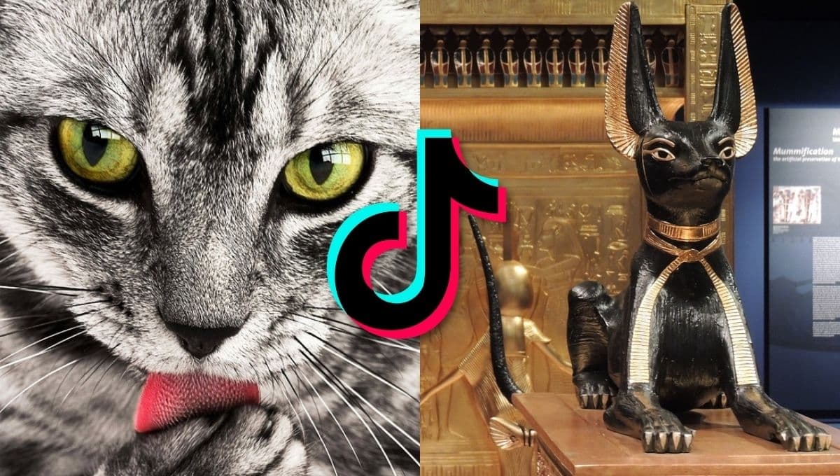 El audio ‘egipcio’ de TikTok que debes probar con tus gatos