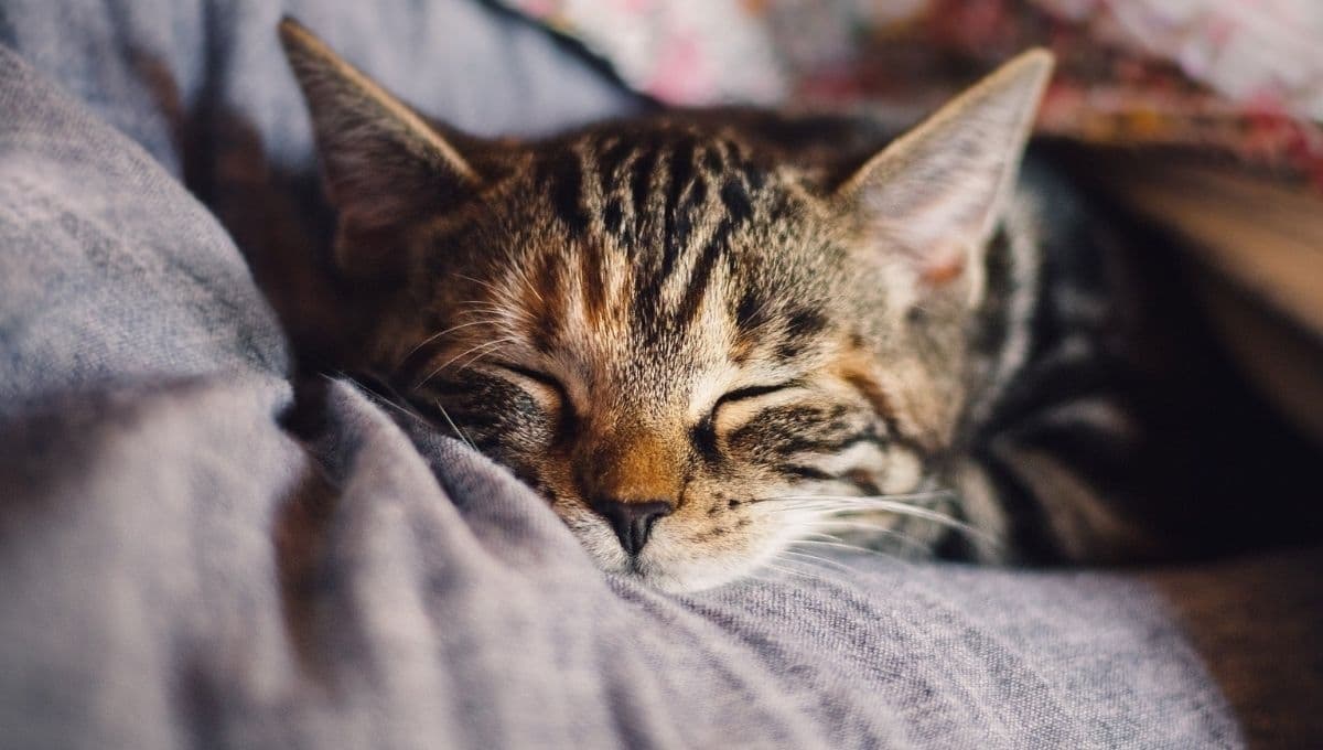 5 canciones que te ayudarán a dormir como un bebé este 2022