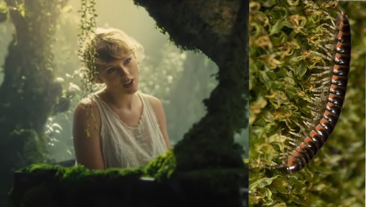 ¡Qué honor! Usan nombre de Taylor Swift para nombrar nueva especie de ciempiés