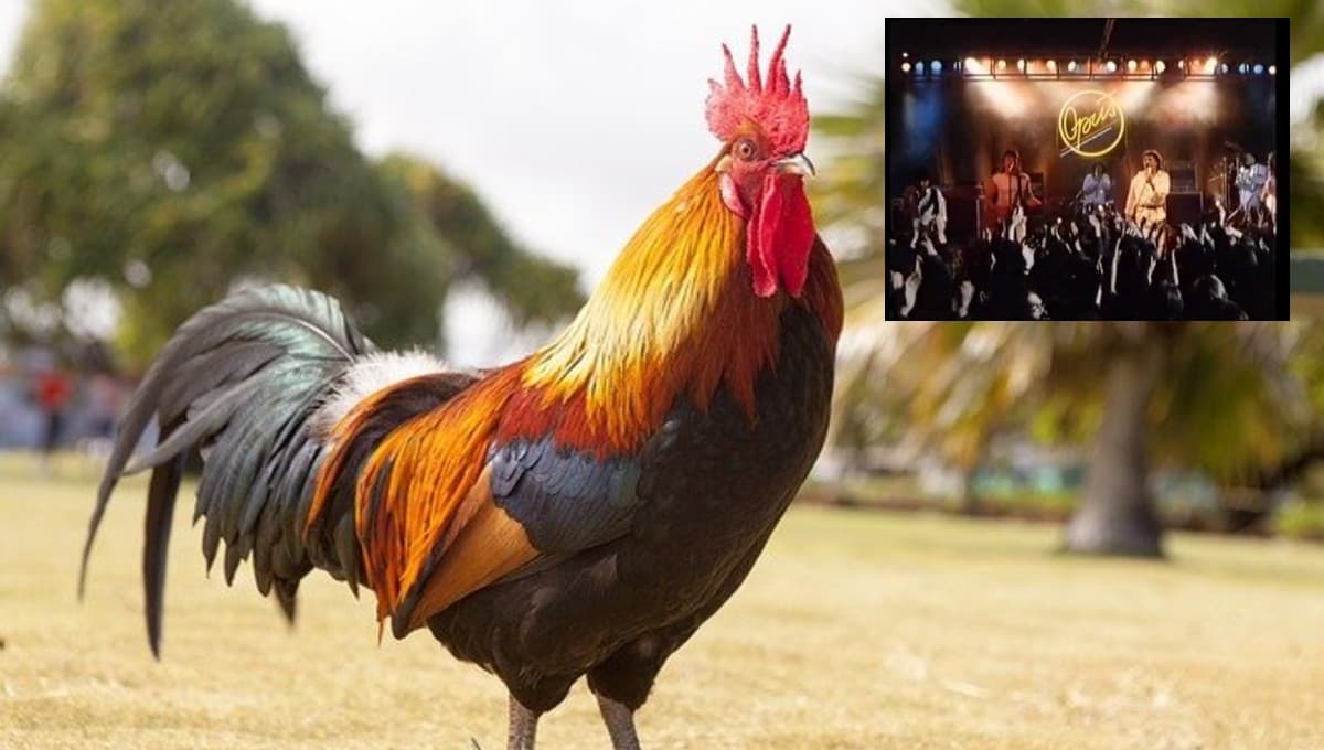 Gallo canta el famoso sencillo’ Live Is Life’ de Opus y se viraliza; ¿superó a Maradona?