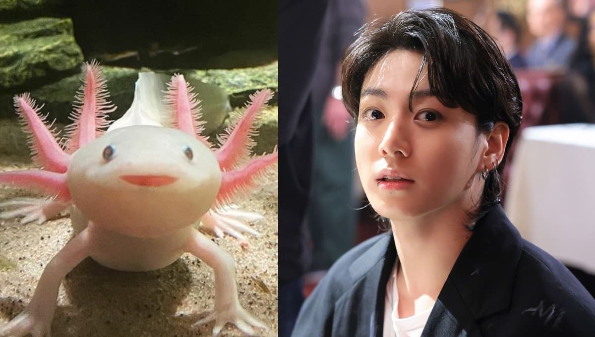 Jungkook de BTS adopta a 7 ajolotes de la UNAM y son más adorables que él