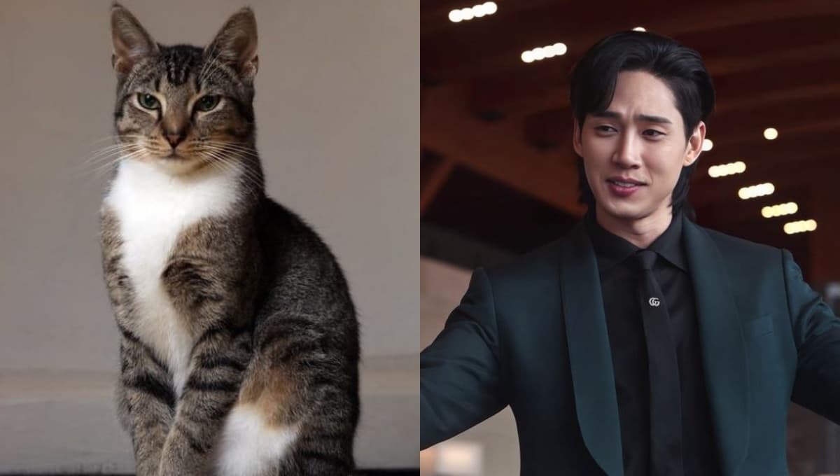 Elige un gato y te diremos qué villano de doramas coreanos serías