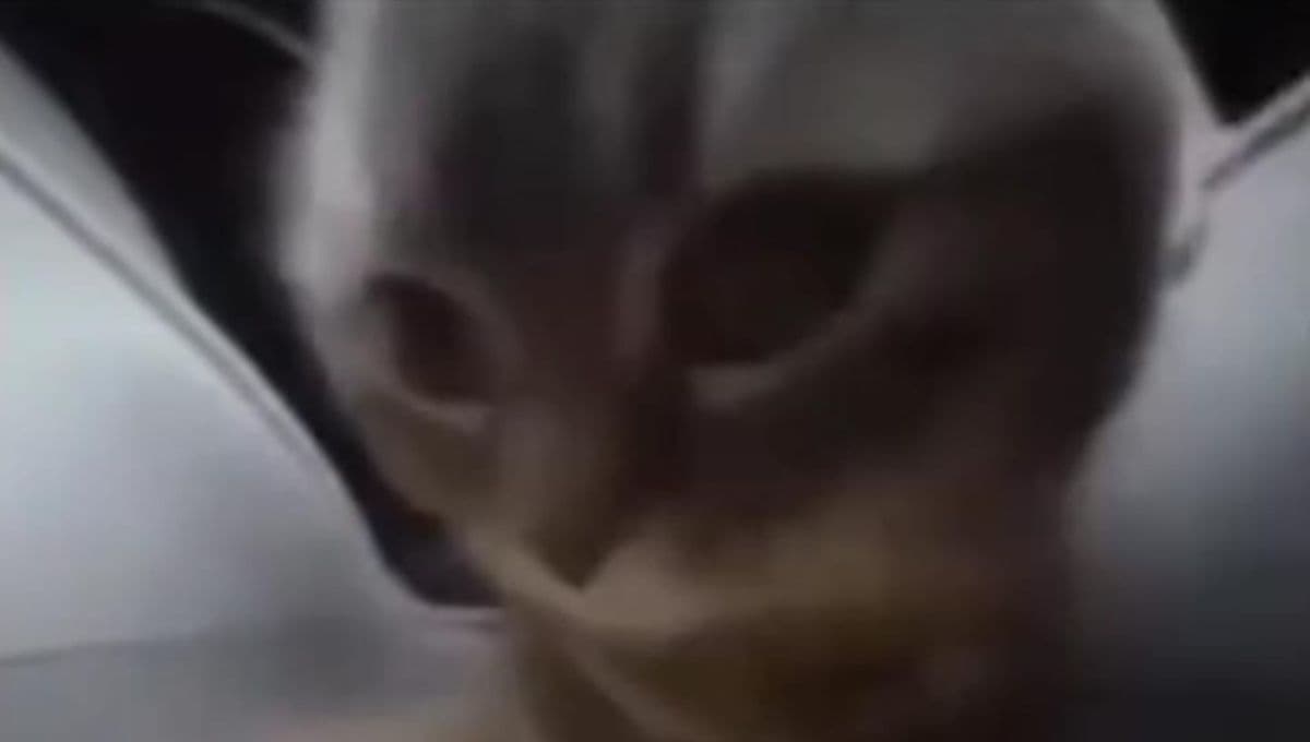 ¿Cómo se llama la canción de Dubi Dubi? El tema que se hizo viral en TikTok
