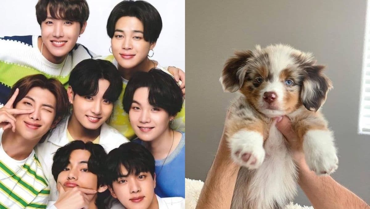 Elige un perrito y te diremos con qué miembro de BTS tendrías una boda de ensueño