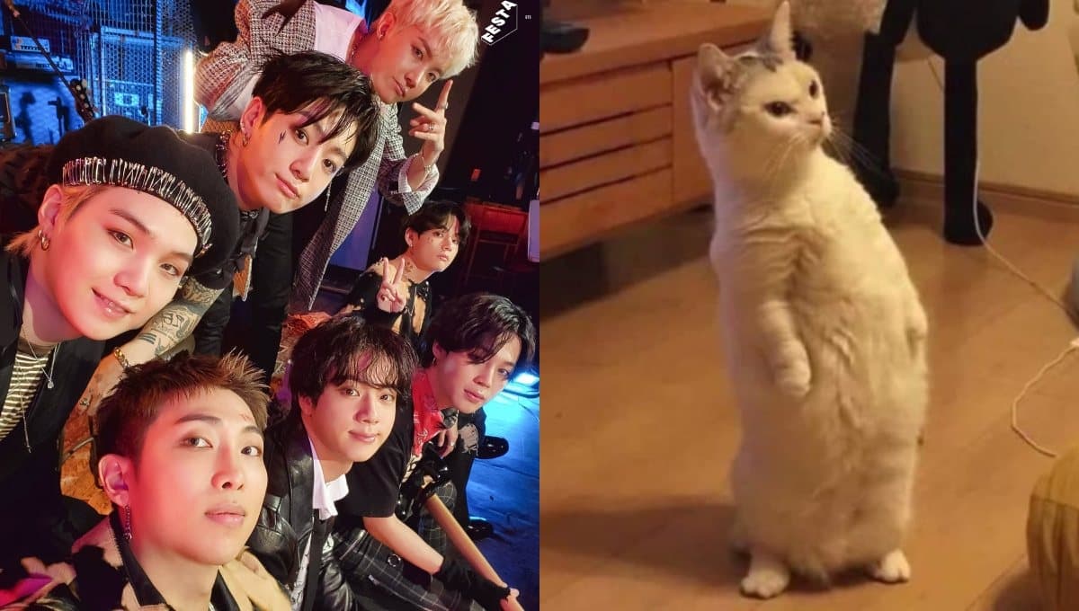 Escoge un gatito y te diré qué miembro de BTS es el amor de tu vida