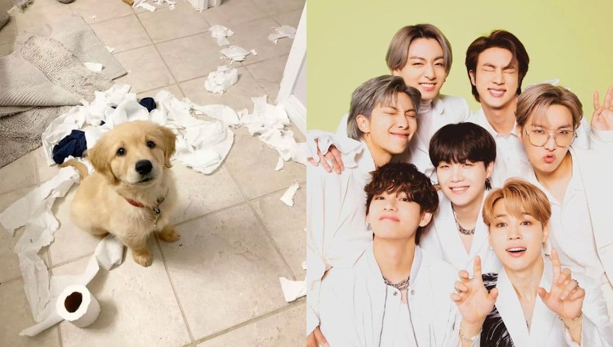 Elige un perrito bonito y te diremos qué miembro de BTS lucharía por conquistarte