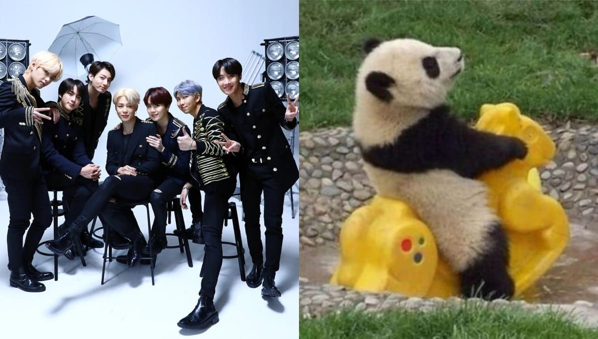Escoge una panda y te diremos qué miembro de BTS te haría un delicioso desayuno todas las mañanas