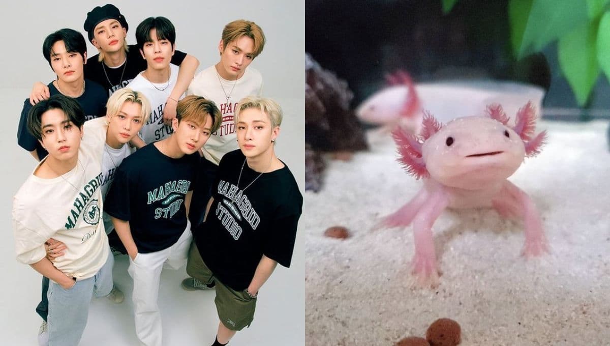 Elige un ajolote y te diremos qué miembro de Stray Kids sería tu novio de la prepa