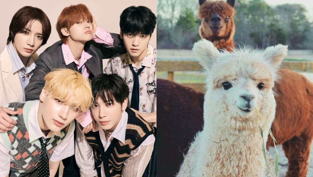 Elige una alpaca y te diremos qué miembro de TXT te regalaría flores