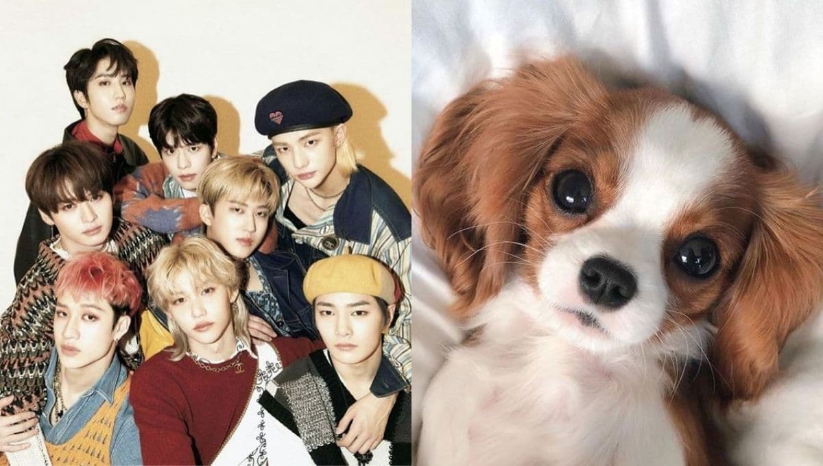 Elige un animalito bebé y te diremos qué miembro de Stray Kids sería tu tipo ideal