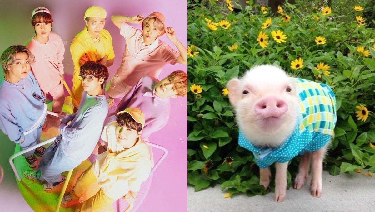 Elige un cerdito bebé y te diremos qué integrante de BTS te llevaría a vivir a Corea