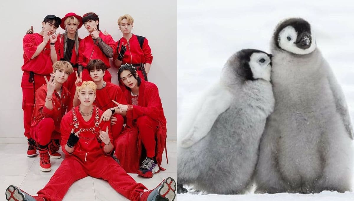 Escoge unos pingüinos enamorados y te diremos qué canción de Stray Kids dedicar a tu crush