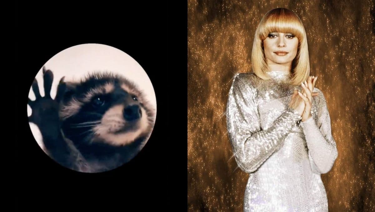 ¿Cómo se llama la canción del Mapache bailando, el meme viral de Tiktok?