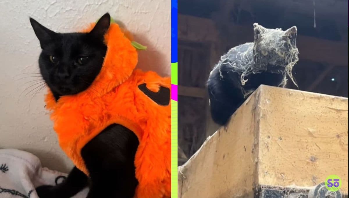 Origen del audio de la Burrita Burrona ‘Esto es Halloween, esto es halloween’, el trend viral de gatitos en TikTok