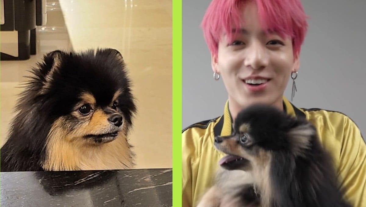 BTS: 4 veces en las que ARMY deseo ser Yeontan, el pomeranian de V